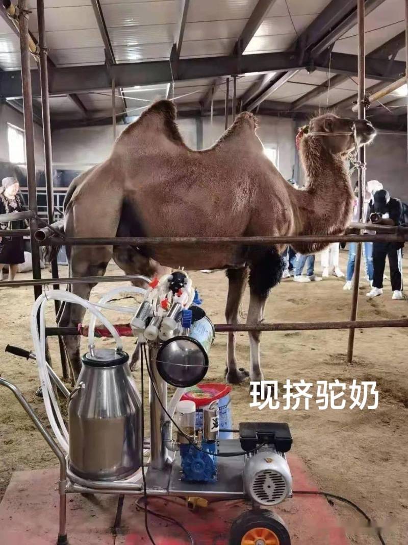 骆驼奶4瓶4斤包邮当日现挤鲜奶零添加空运保鲜隔日达