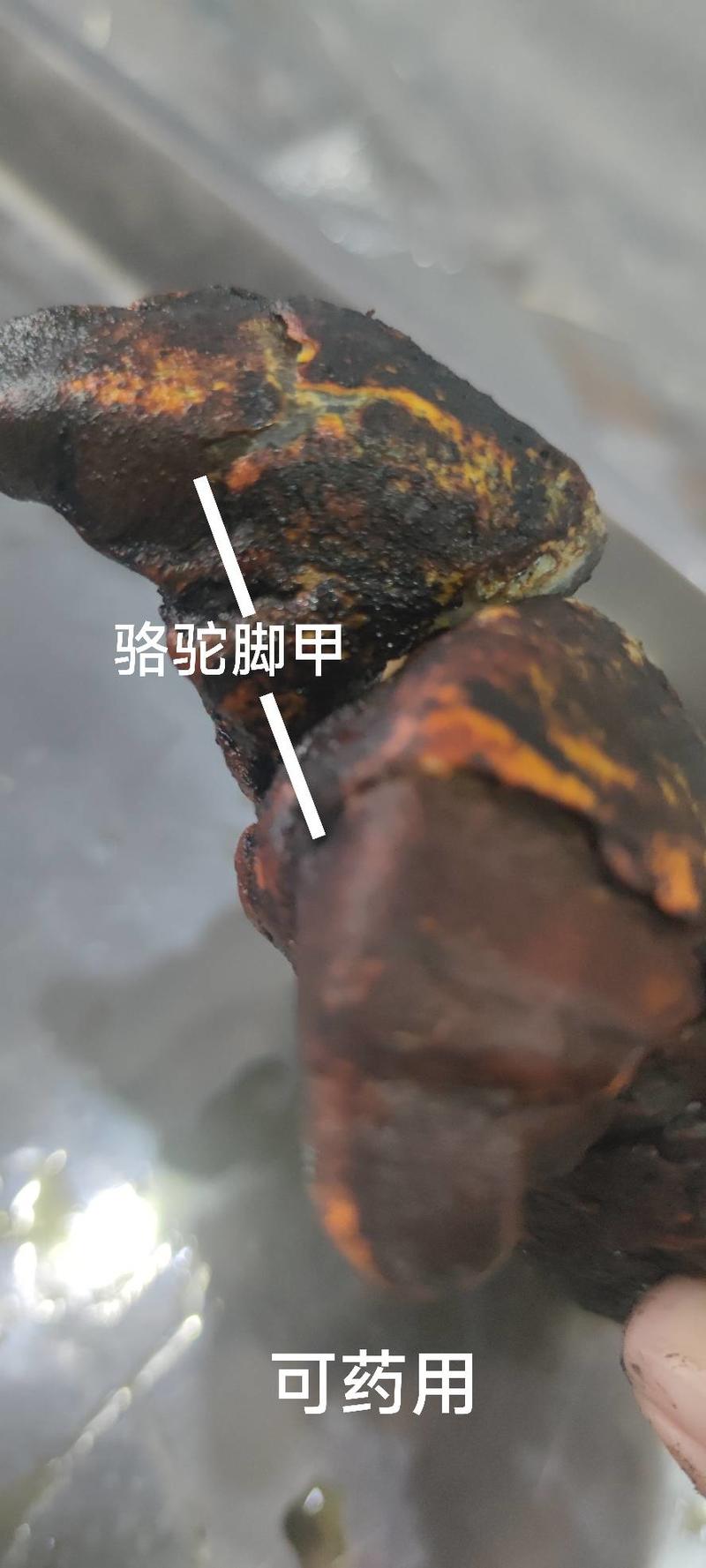 骆驼脚甲1只包邮1只蹄2个趾甲赠送驼掌皮可食药两用