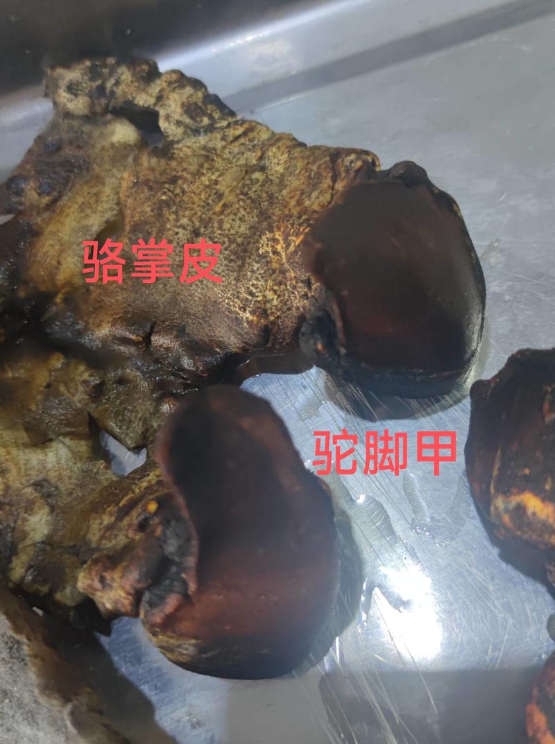 骆驼脚甲1只包邮1只蹄2个趾甲赠送驼掌皮可食药两用