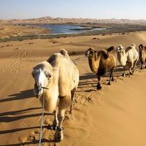 骆驼1只起内蒙古杭锦后旗产地直发