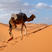 骆驼1只起包邮内蒙古杭锦后旗产地直发