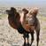 骆驼1只起包邮内蒙古杭锦后旗产地直发