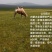 骆驼1只起包邮内蒙古杭锦后旗产地直发