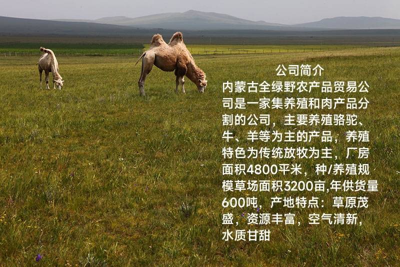 骆驼1只起包邮内蒙古杭锦后旗产地直发