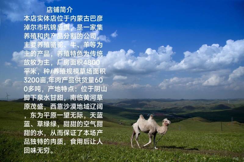骆驼1只起包邮内蒙古杭锦后旗产地直发