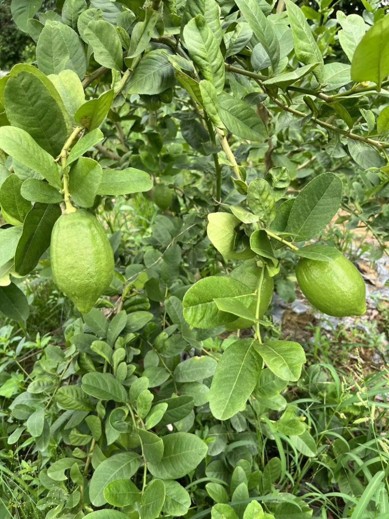 香水柠檬，香味持久。做柠檬茶，泰国菜**。
