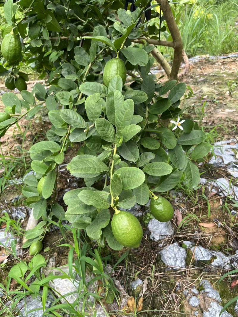 香水柠檬，香味持久。做柠檬茶，泰国菜**。