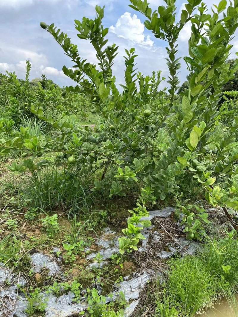 香水柠檬，香味持久。做柠檬茶，泰国菜**。