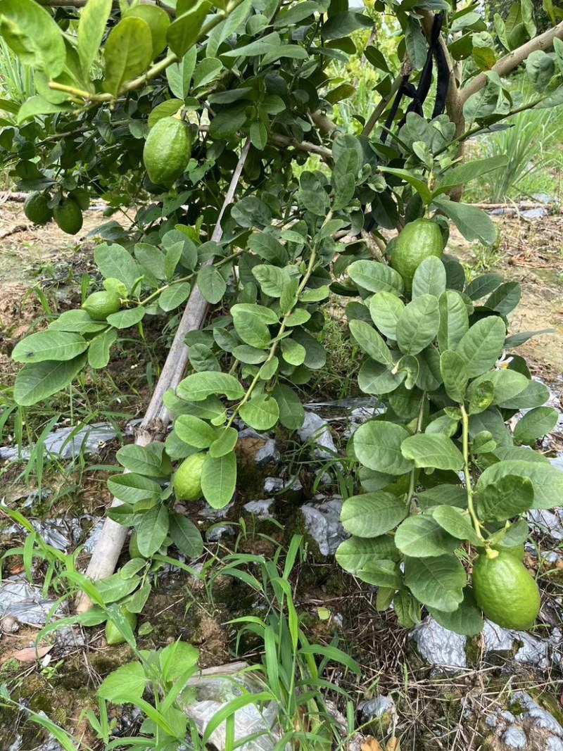 香水柠檬，香味持久。做柠檬茶，泰国菜**。