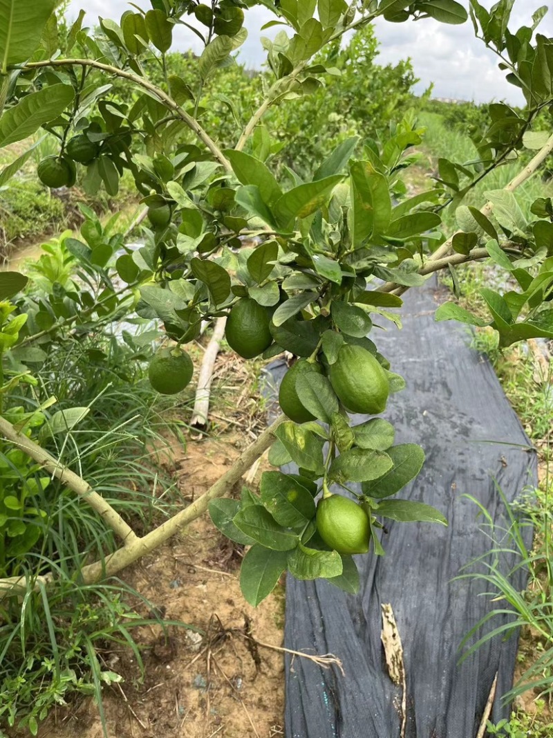 香水柠檬，香味持久。做柠檬茶，泰国菜**。