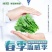 板蓝根青菜，非诚勿扰！量大价钱可谈，许愿的别来