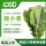 板蓝根青菜，非诚勿扰！量大价钱可谈，许愿的别来