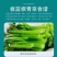 板蓝根青菜，非诚勿扰！量大价钱可谈，许愿的别来