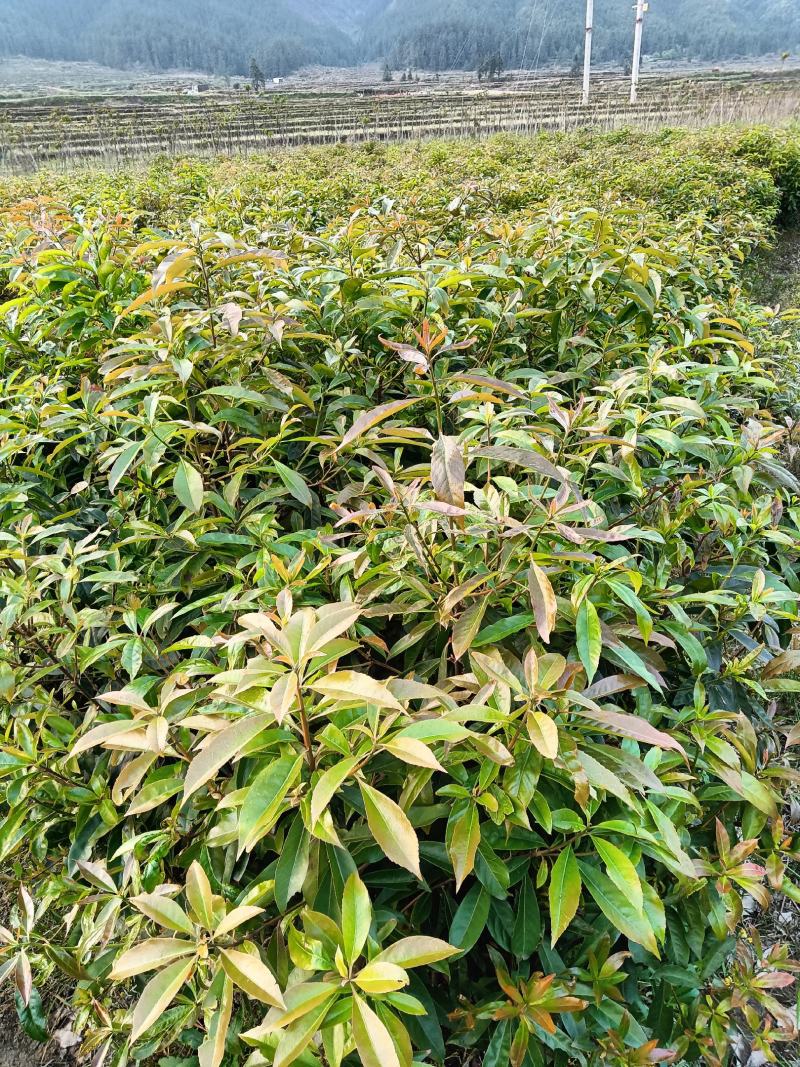木荷