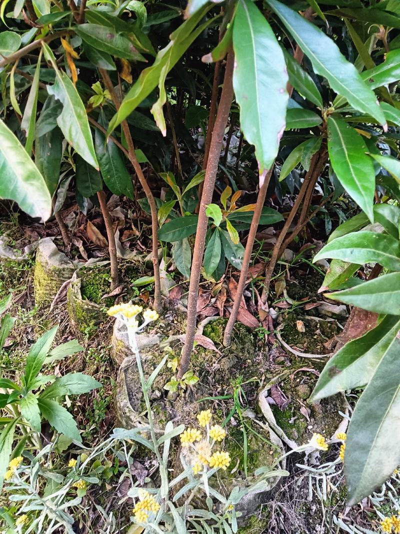 木荷