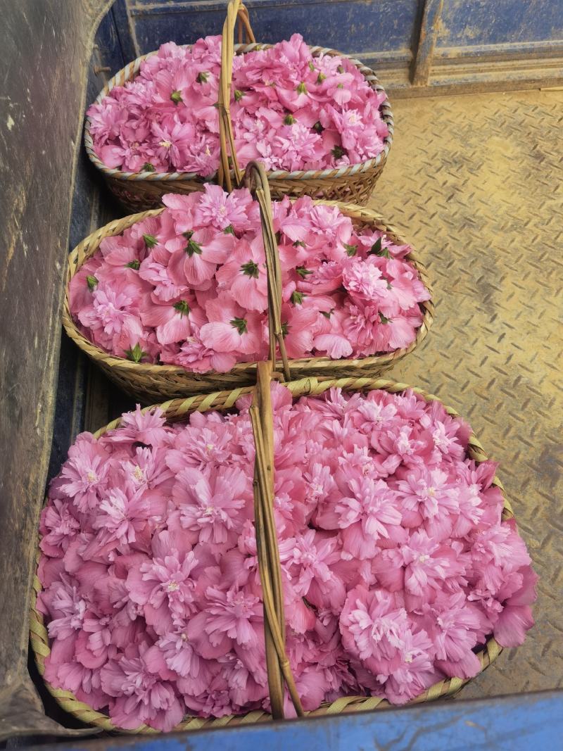 鲜食木槿花