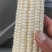 万糯188精品玉米
