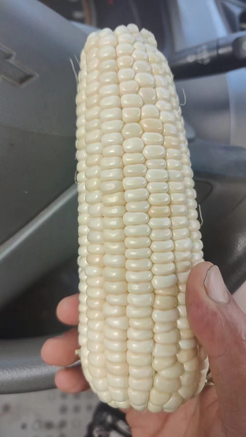 万糯188精品玉米