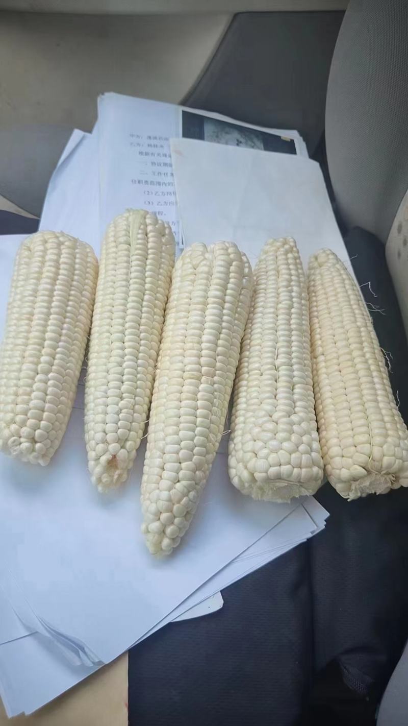 万糯188精品玉米