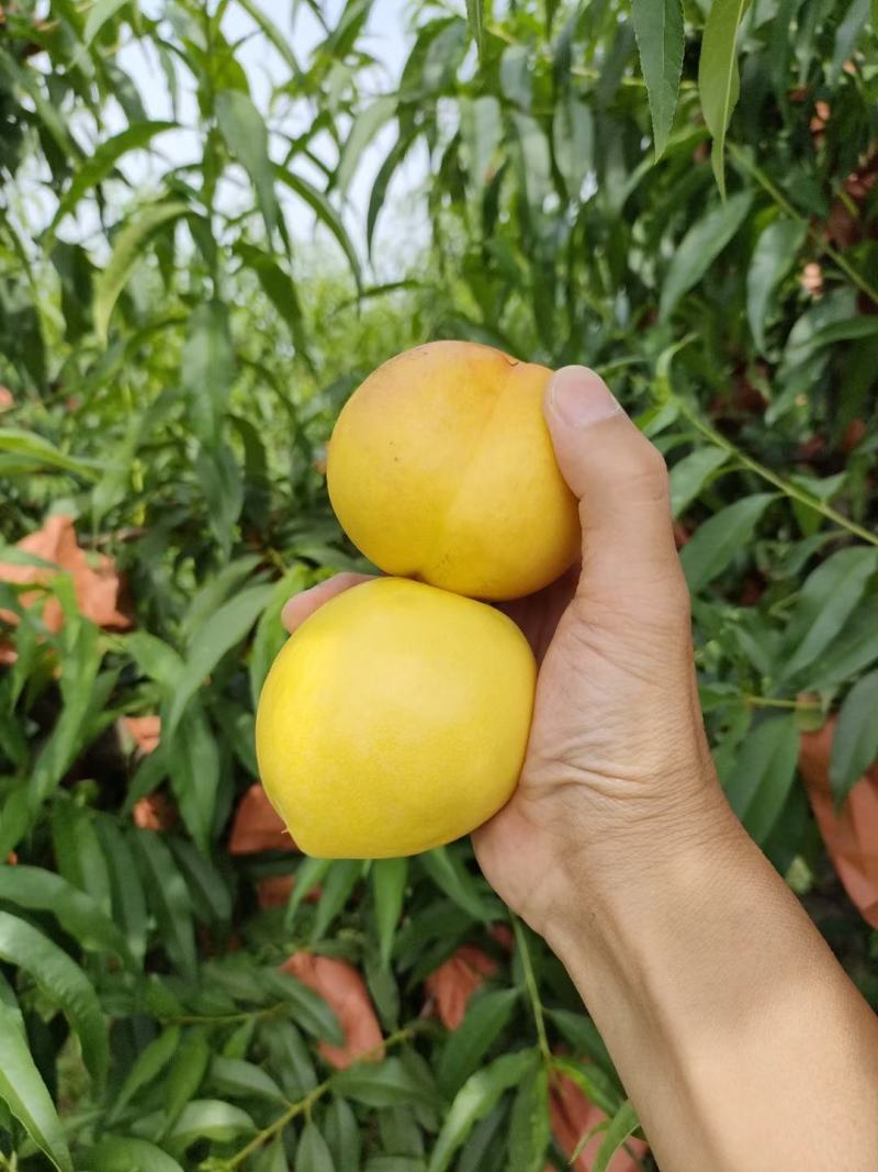 中油纸袋桃大量上市