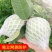 《精选》广东芭乐/珍珠番石榴基地大量现货供应全国发货