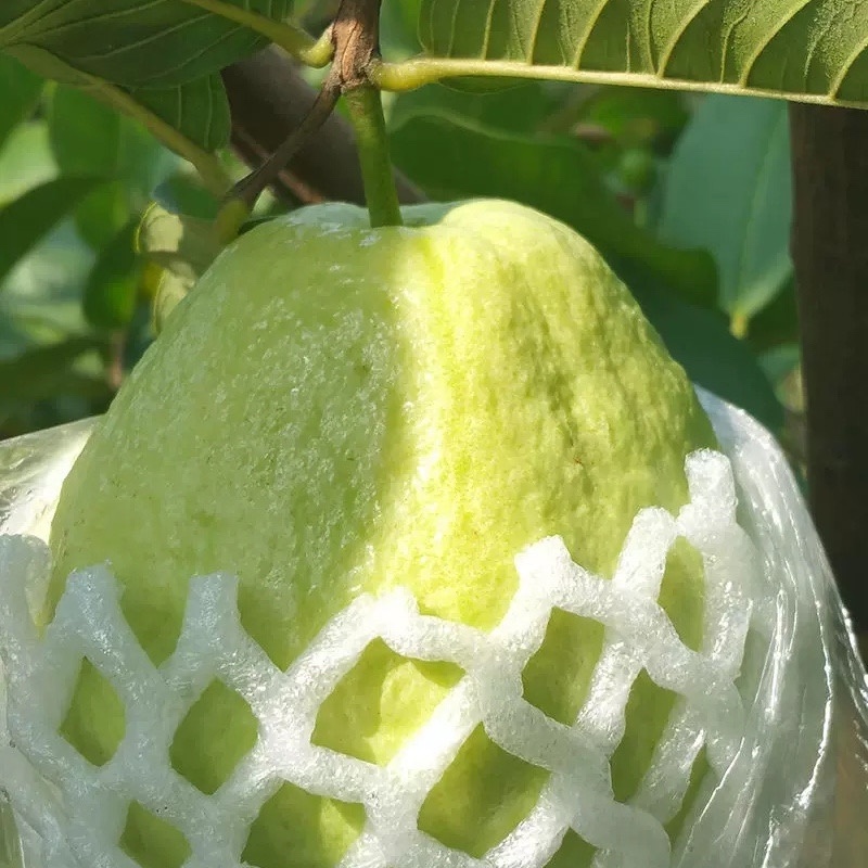 《精选》广东芭乐/珍珠番石榴基地大量现货供应全国发货