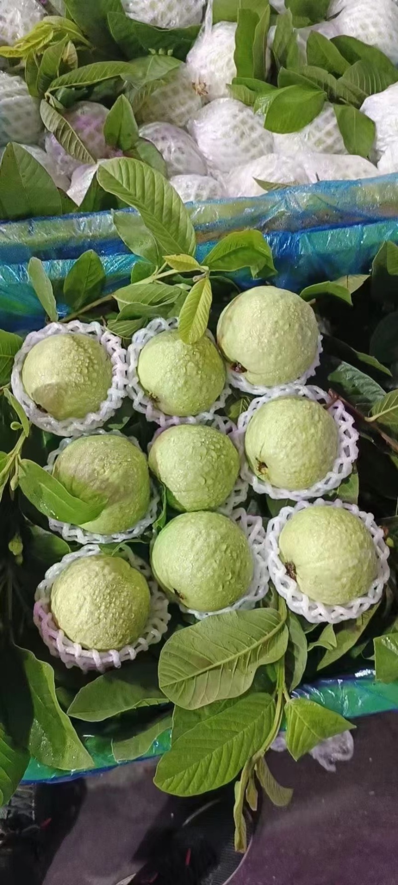 《精选》广东芭乐/珍珠番石榴基地大量现货供应全国发货