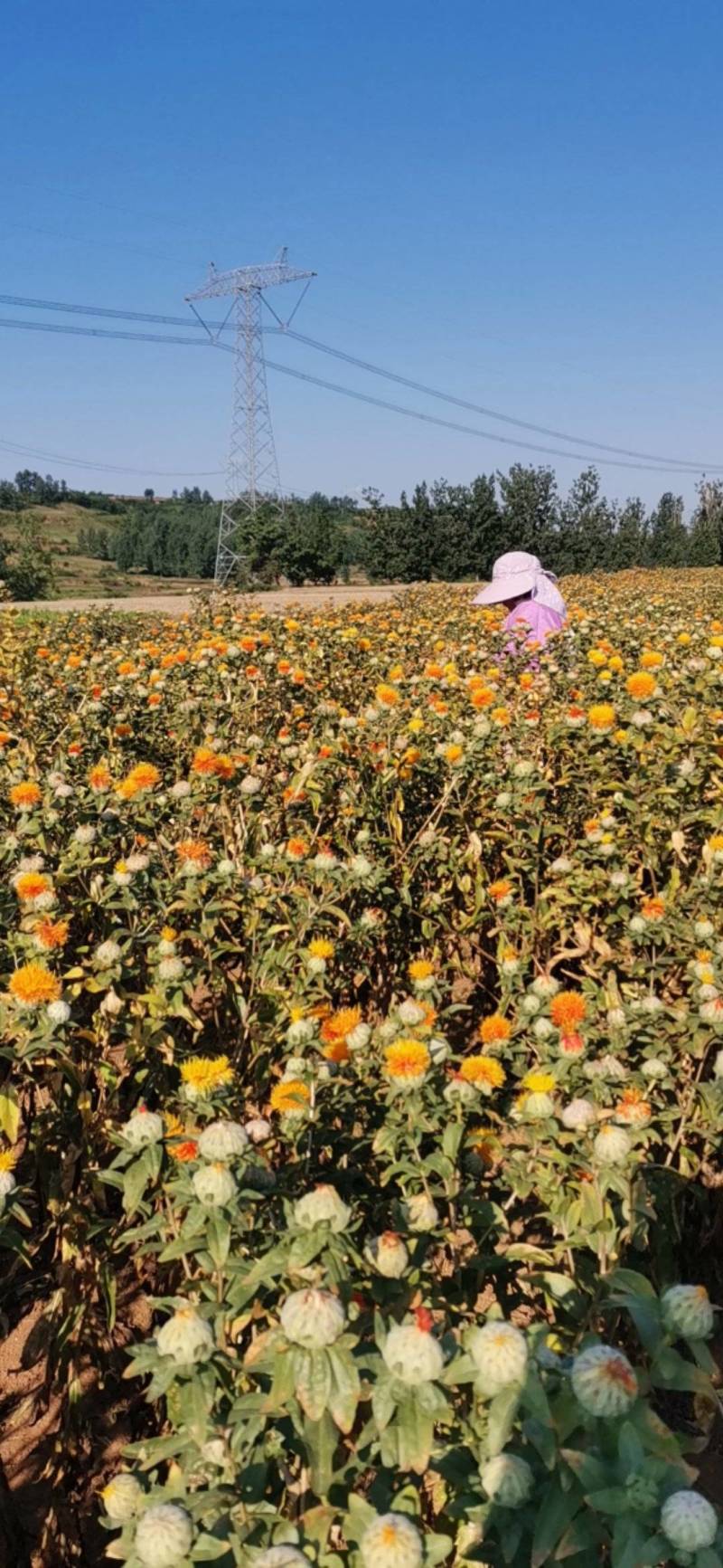 原产地货源，豫西山区现采现挖野生鲜干药用高含量蒲公英