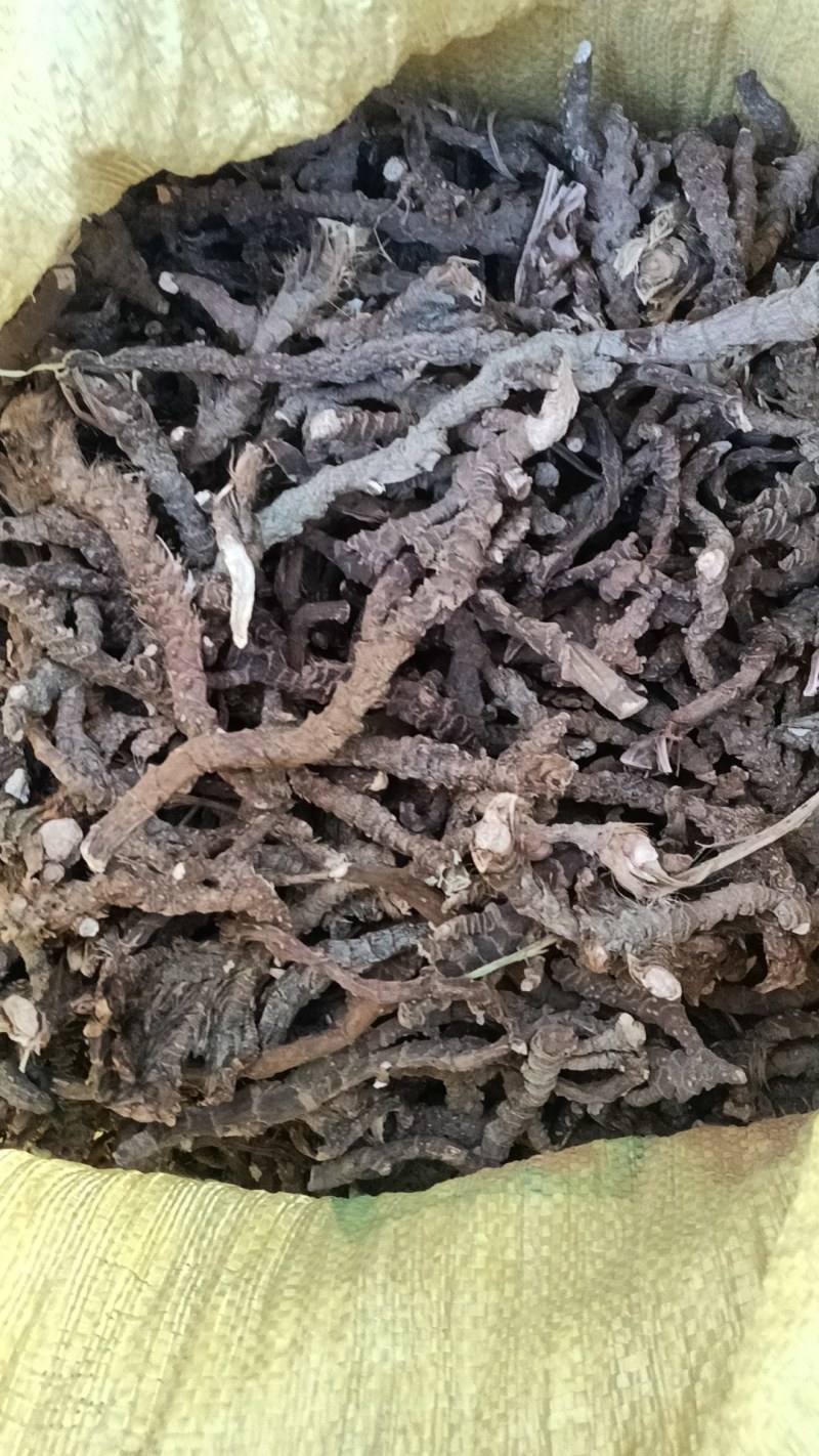 大量收购石菖蒲