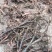 大量收购石菖蒲