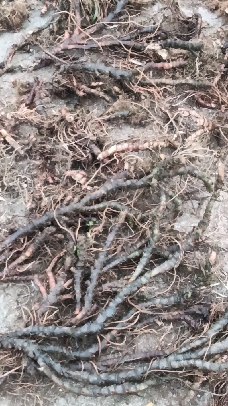 大量收购石菖蒲