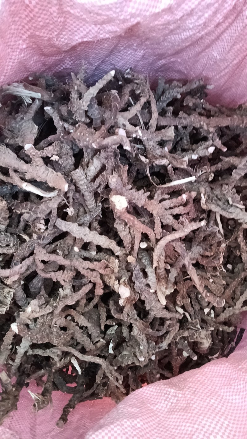 大量收购石菖蒲
