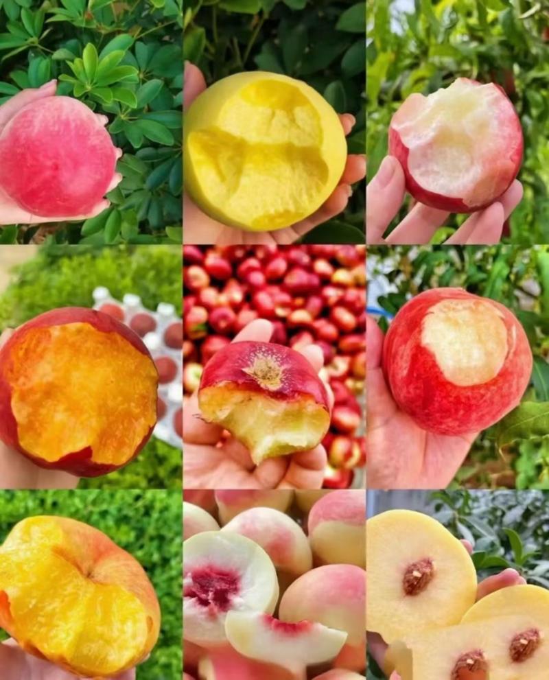 蒙阴蜜桃，黄油桃，黄毛桃，黄蟠桃，大红桃，各种桃子供应