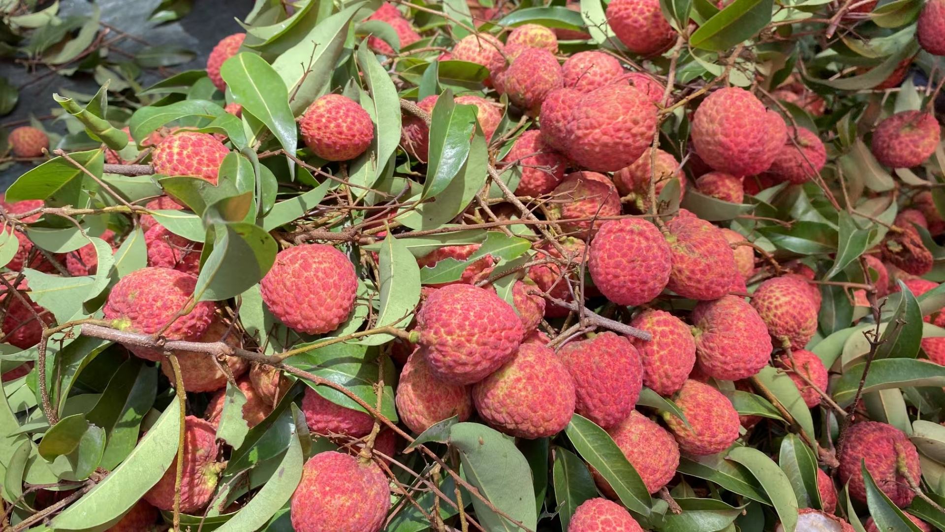 桂味荔枝果盘特写