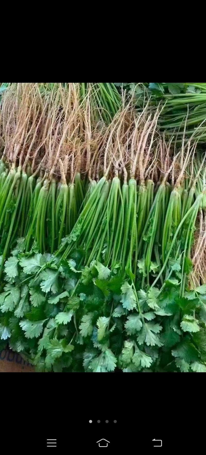 香菜