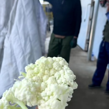 菜花