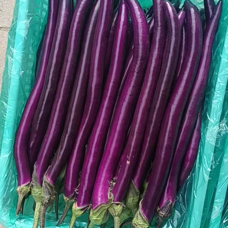 精品红线茄，大量接单，有需要的客商前来洽谈，产地直销