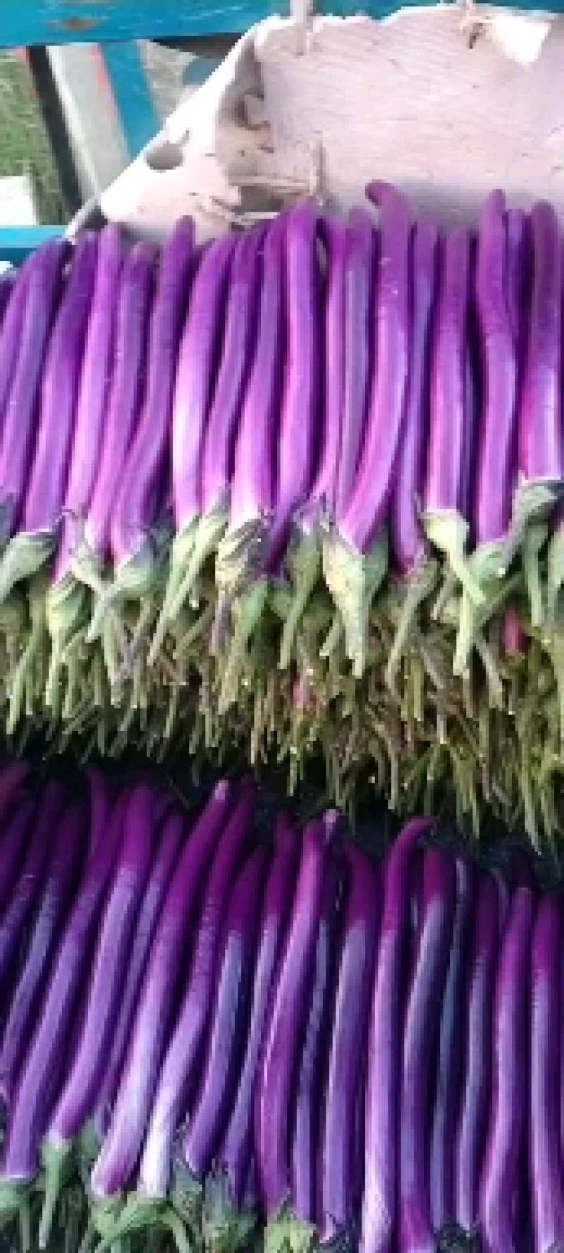 精品红线茄，大量接单，有需要的客商前来洽谈，产地直销