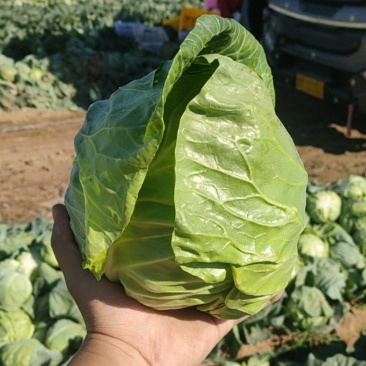 甘蓝高品质菜绿干净