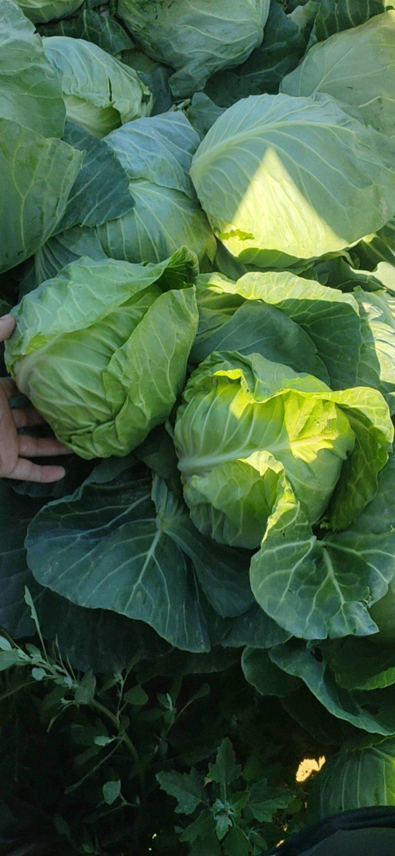 甘蓝高品质菜绿干净