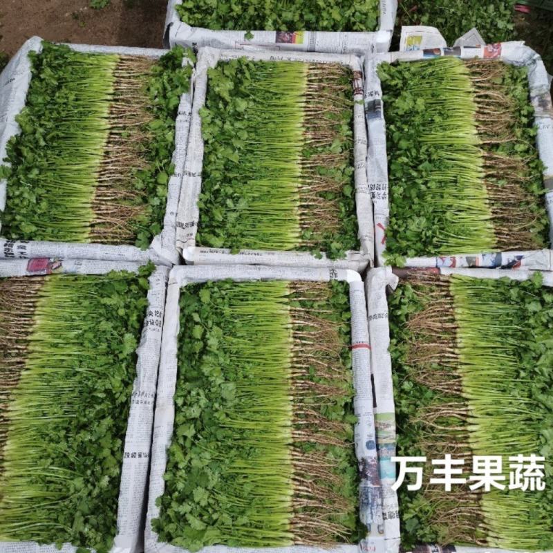 山东惠民大棚香菜基地直供火热销售中！