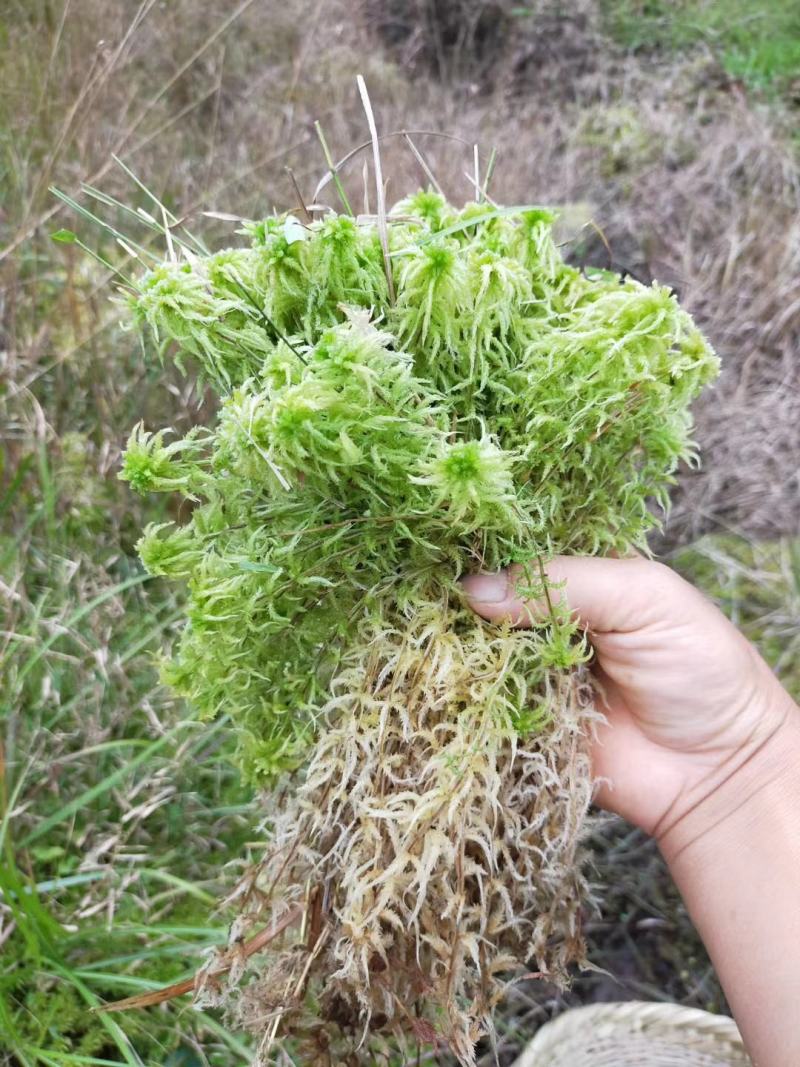 野生，青苔海花草，需要的联系了