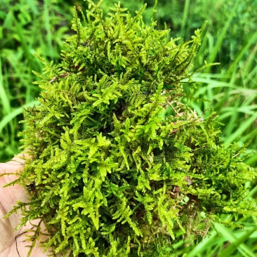 野生，青苔海花草，需要的联系了