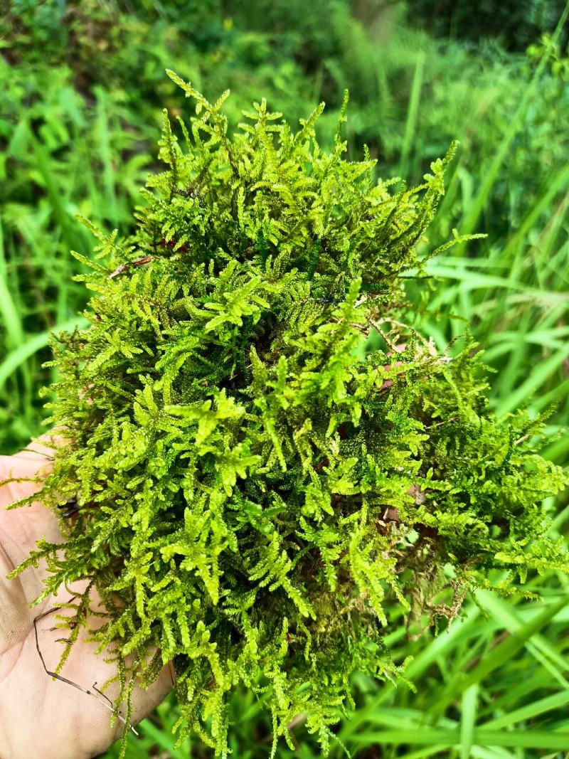 野生，青苔海花草，需要的联系了