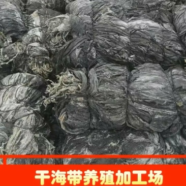 海带干海带海带皮海带片海带散菜挂菜海带丝海带结烘干海带头