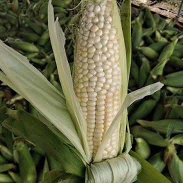 河北邯郸本地玉米大量上市，个头均匀，产地直销一手货源，需