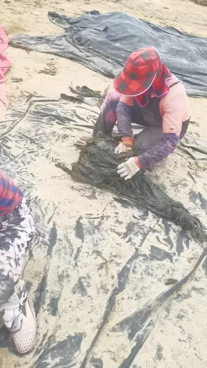 海带干海带海带皮海带片海带散菜挂菜海带丝海带结烘干海带头