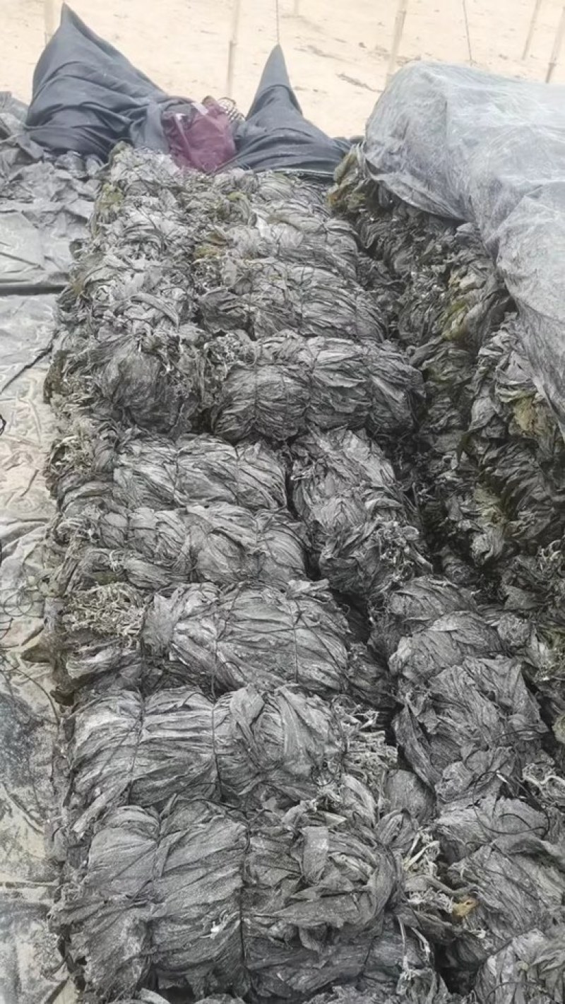 海带干海带海带皮海带片海带散菜挂菜海带丝海带结烘干海带头