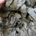 海带干海带海带皮海带片海带散菜挂菜海带丝海带结烘干海带头