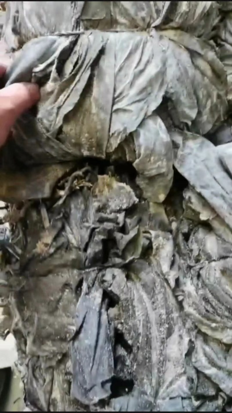 海带干海带海带皮海带片海带散菜挂菜海带丝海带结烘干海带头